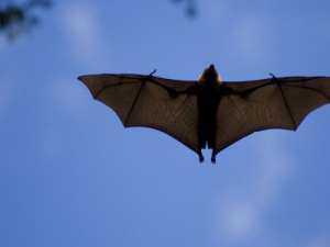 relanzon-inaki-madagascar-flying-fox-fruit-bat-in-flight-berenty-private-reserve-south-madagascar